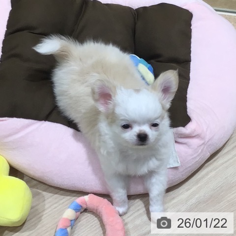 神奈川県のチワワ(ロング) (ペットプラス 川崎ルフロン店/2025年11月14日生まれ/男の子/ホワイトクリーム)の子犬の3枚目の画像