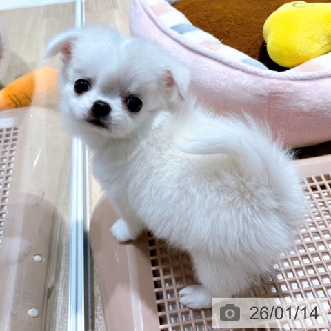 大阪府のチワワ(ロング) (ペットプラス イオン大日店/2025年11月14日生まれ/女の子/ホワイトクリーム)の子犬の4枚目の画像