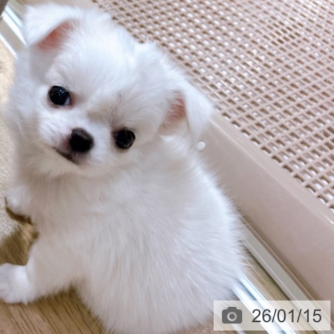 大阪府のチワワ(ロング) (ペットプラス イオン大日店/2025年11月14日生まれ/女の子/ホワイトクリーム)の子犬の3枚目の画像