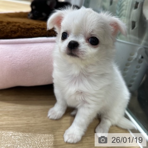 大阪府のチワワ(ロング) (ペットプラス イオン大日店/2025年11月14日生まれ/女の子/ホワイトクリーム)の子犬の4枚目の画像