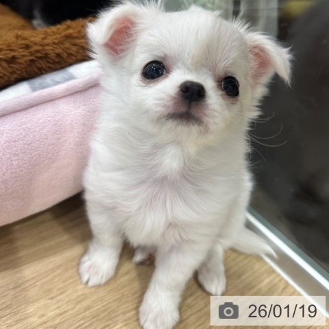 大阪府のチワワ(ロング) (ペットプラス イオン大日店/2025年11月14日生まれ/女の子/ホワイトクリーム)の子犬の3枚目の画像