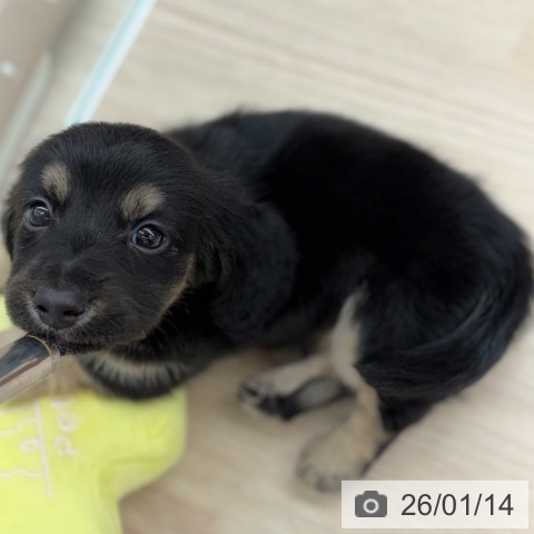 京都府のミニチュアダックスフンド(ロング) (ペットプラス 京都桂川店/2025年11月13日生まれ/男の子/ブラックタン)の子犬の3枚目の画像