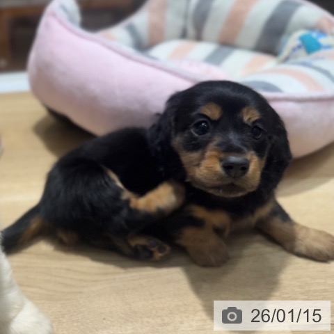 大阪府のミニチュアダックスフンド(ロング) (ペットプラス 四條畷店/2025年11月13日生まれ/男の子/ブラックタン)の子犬の4枚目の画像