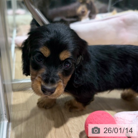 大阪府のミニチュアダックスフンド(ロング) (ペットプラス 四條畷店/2025年11月13日生まれ/男の子/ブラックタン)の子犬の3枚目の画像