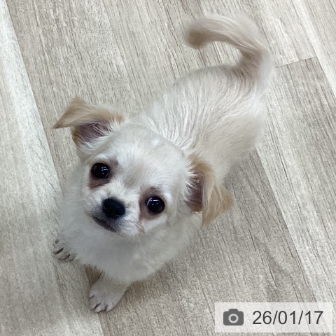 新潟県のチワワ(ロング) (ペットプラス 新潟南店/2025年11月11日生まれ/女の子/クリームホワイト)の子犬の3枚目の画像