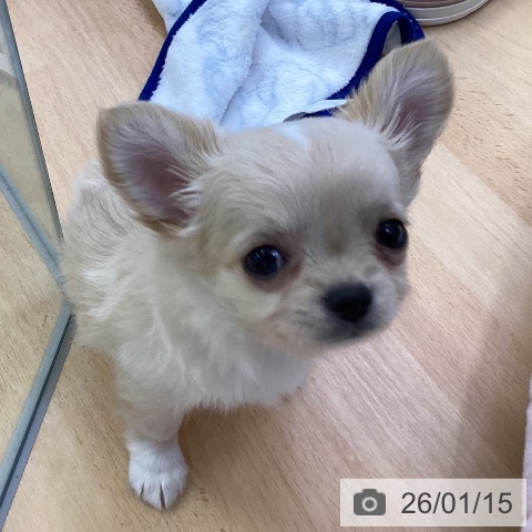 埼玉県のチワワ(ロング) (ペットプラス 羽生店/2025年11月11日生まれ/女の子/クリームホワイト)の子犬の4枚目の画像