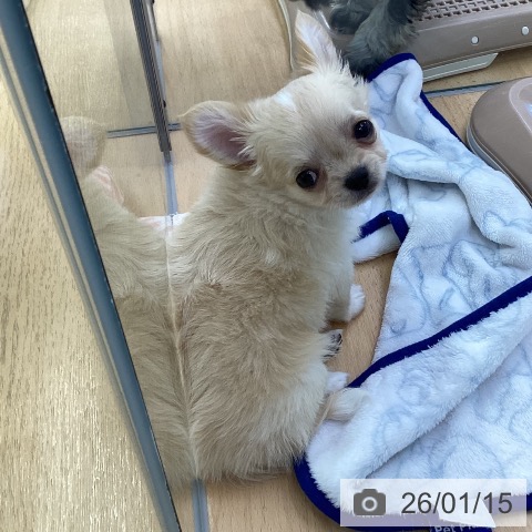 埼玉県のチワワ(ロング) (ペットプラス 羽生店/2025年11月11日生まれ/女の子/クリームホワイト)の子犬の3枚目の画像