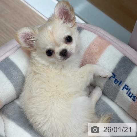 京都府のチワワ(ロング) (ペットプラス 京都桂川店/2025年11月11日生まれ/女の子/クリームホワイト)の子犬の3枚目の画像