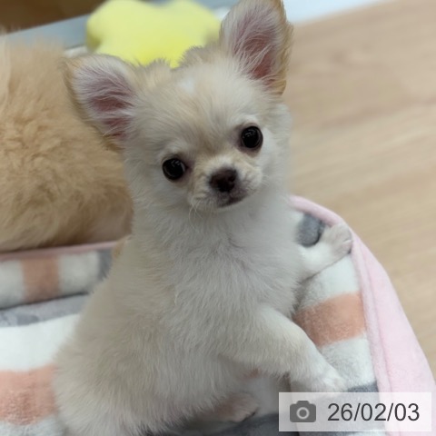 京都府のチワワ(ロング) (ペットプラス 京都桂川店/2025年11月11日生まれ/女の子/クリームホワイト)の子犬の3枚目の画像