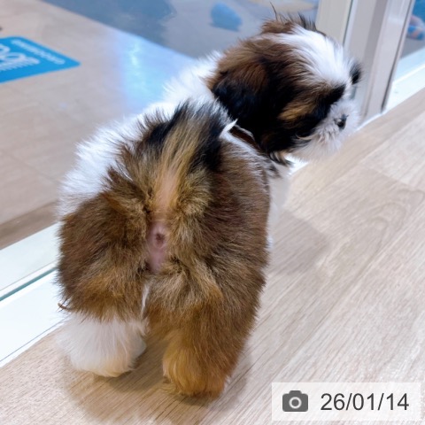 大阪府のシーズー (ペットプラス イオン大日店/2025年11月12日生まれ/男の子/ゴールドホワイト)の子犬の4枚目の画像