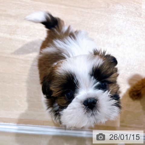 大阪府のシーズー (ペットプラス イオン大日店/2025年11月12日生まれ/男の子/ゴールドホワイト)の子犬の3枚目の画像