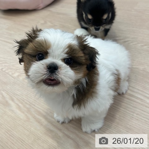 大阪府のシーズー (ペットプラス ららぽーと和泉店/2025年11月12日生まれ/男の子/ホワイトゴールド)の子犬の3枚目の画像