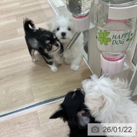 神奈川県のチワワ(ロング) (ペットプラス 天王町店/2025年11月12日生まれ/男の子/ブラックタンホワイト)の子犬の4枚目の画像