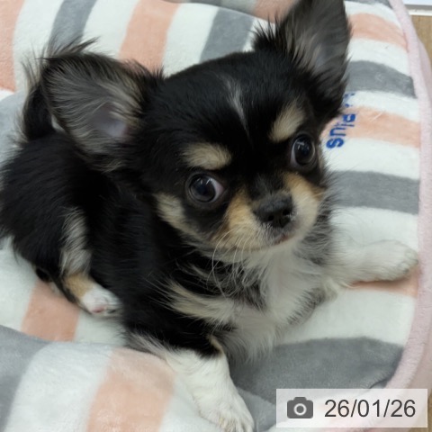 神奈川県のチワワ(ロング) (ペットプラス 天王町店/2025年11月12日生まれ/男の子/ブラックタンホワイト)の子犬の3枚目の画像