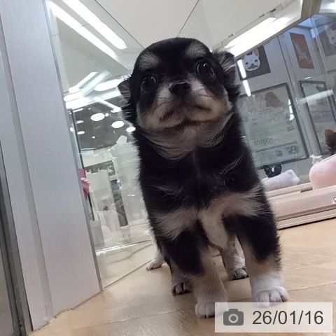 埼玉県のチワワ(ロング) (ペットプラス 浦和美園店/2025年11月12日生まれ/女の子/ブラックタンホワイト)の子犬の4枚目の画像