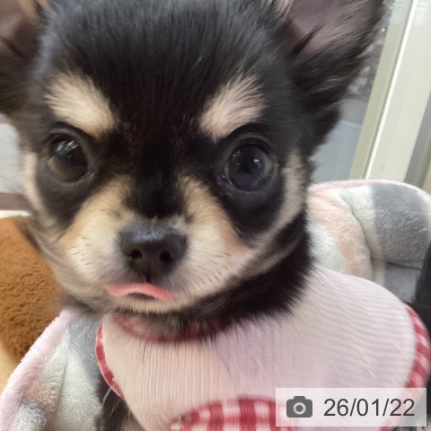 埼玉県のチワワ(ロング) (ペットプラス 浦和美園店/2025年11月12日生まれ/女の子/ブラックタンホワイト)の子犬の4枚目の画像