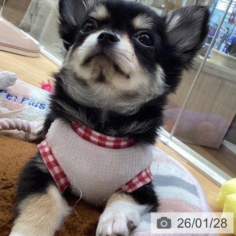 埼玉県のチワワ(ロング) (ペットプラス 浦和美園店/2025年11月12日生まれ/女の子/ブラックタンホワイト)の子犬の4枚目の画像