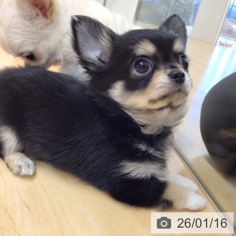 埼玉県のチワワ(ロング) (ペットプラス 浦和美園店/2025年11月12日生まれ/女の子/ブラックタンホワイト)の子犬の3枚目の画像