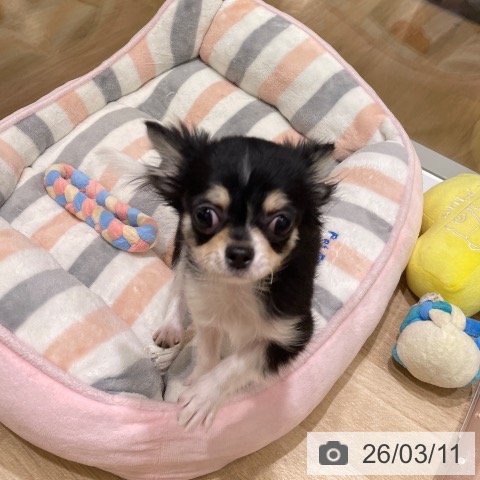 東京都のチワワ(ロング) (ペットプラス MARK IS 葛飾かなまち店/2025年11月12日生まれ/女の子/ブラックタンホワイト)の子犬の4枚目の画像