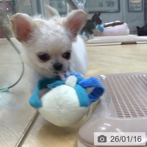 埼玉県のチワワ(ロング) (ペットプラス 浦和美園店/2025年11月12日生まれ/男の子/ホワイトクリーム)の子犬の4枚目の画像