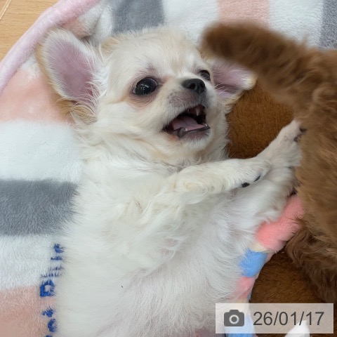 埼玉県のチワワ(ロング) (ペットプラス 浦和美園店/2025年11月12日生まれ/男の子/ホワイトクリーム)の子犬の4枚目の画像