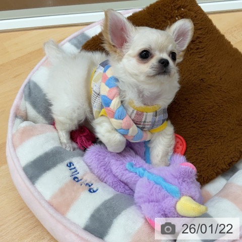 埼玉県のチワワ(ロング) (ペットプラス 浦和美園店/2025年11月12日生まれ/男の子/ホワイトクリーム)の子犬の4枚目の画像