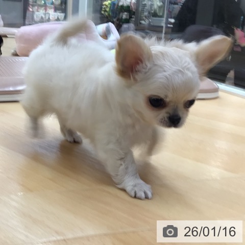 埼玉県のチワワ(ロング) (ペットプラス 浦和美園店/2025年11月12日生まれ/男の子/ホワイトクリーム)の子犬の3枚目の画像