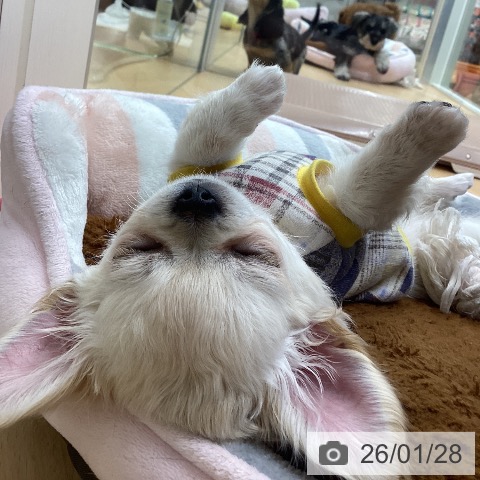 埼玉県のチワワ(ロング) (ペットプラス 浦和美園店/2025年11月12日生まれ/男の子/ホワイトクリーム)の子犬の4枚目の画像