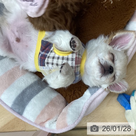 埼玉県のチワワ(ロング) (ペットプラス 浦和美園店/2025年11月12日生まれ/男の子/ホワイトクリーム)の子犬の3枚目の画像