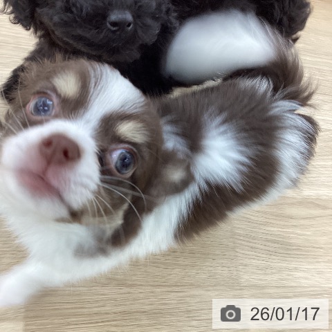 山梨県のチワワ(ロング) (ペットプラス 甲府国母店/2025年11月12日生まれ/男の子/チョコレートタンホワイト)の子犬の4枚目の画像