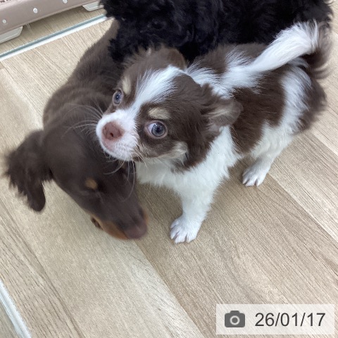 山梨県のチワワ(ロング) (ペットプラス 甲府国母店/2025年11月12日生まれ/男の子/チョコレートタンホワイト)の子犬の3枚目の画像