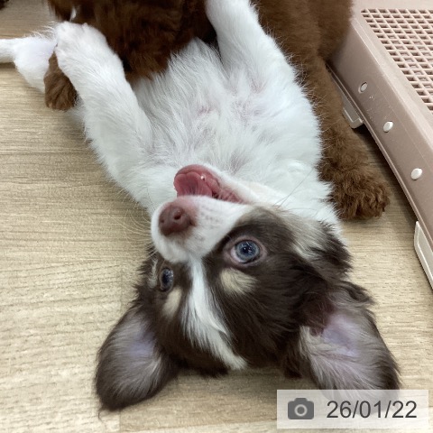 山梨県のチワワ(ロング) (ペットプラス 甲府国母店/2025年11月12日生まれ/男の子/チョコレートタンホワイト)の子犬の3枚目の画像