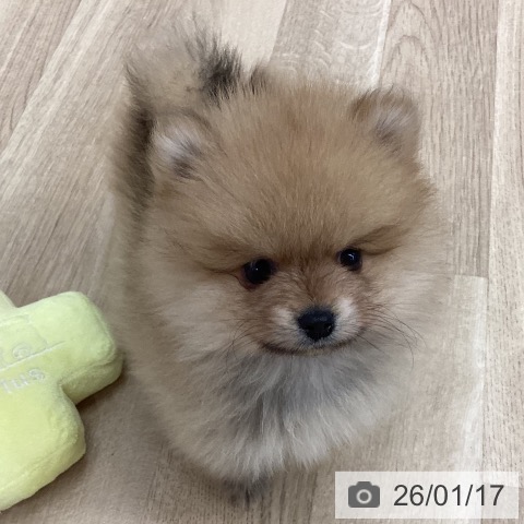 新潟県のポメラニアン (ペットプラス 新潟南店/2025年11月6日生まれ/男の子/オレンジセーブル)の子犬の3枚目の画像