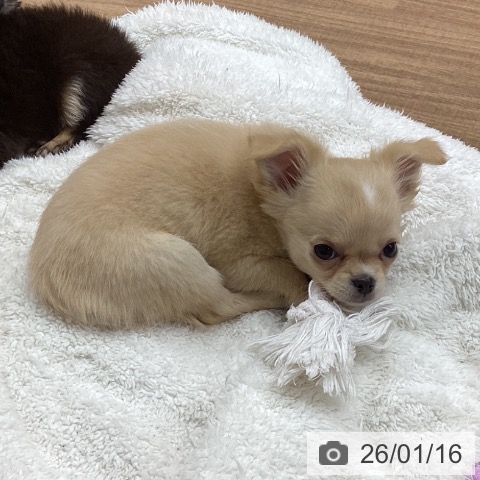 東京都のチワワ(ロング) (ペッツワン 青梅インター店/2025年11月7日生まれ/女の子/クリームホワイト)の子犬の4枚目の画像