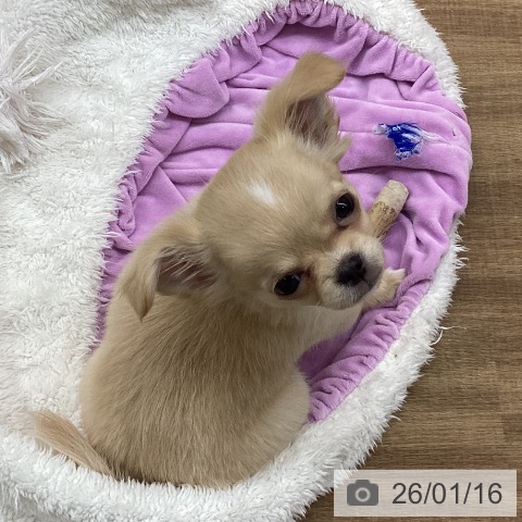 東京都のチワワ(ロング) (ペッツワン 青梅インター店/2025年11月7日生まれ/女の子/クリームホワイト)の子犬の3枚目の画像