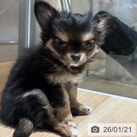 兵庫県のチワワ(ロング) (ペットプラス 神戸三宮店/2025年11月7日生まれ/男の子/ブラックタンホワイト)の子犬の4枚目の画像