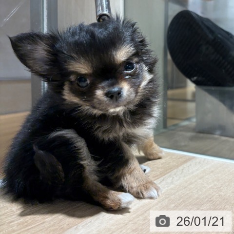 兵庫県のチワワ(ロング) (ペットプラス 神戸三宮店/2025年11月7日生まれ/男の子/ブラックタンホワイト)の子犬の3枚目の画像