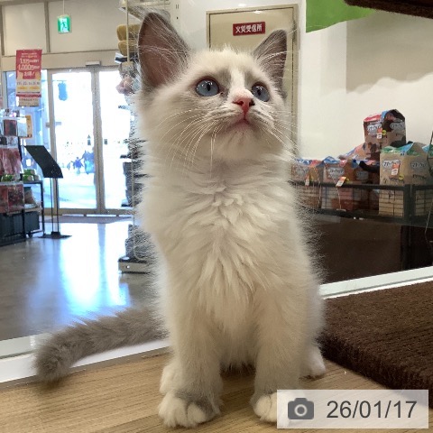 兵庫県のラグドール (ペットプラス 明石店/2025年11月2日生まれ/男の子/ブルーポイントバイカラー)の子猫の4枚目の画像