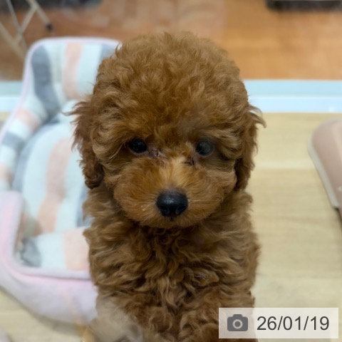 トイ・プードルの写真