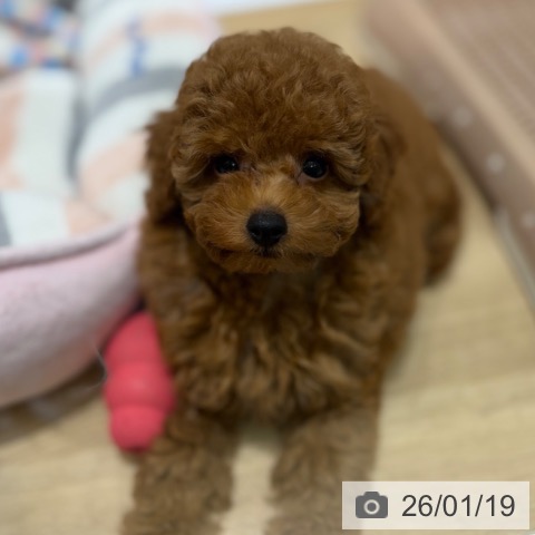 トイ・プードルの写真