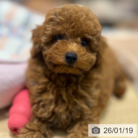 トイ・プードルの写真