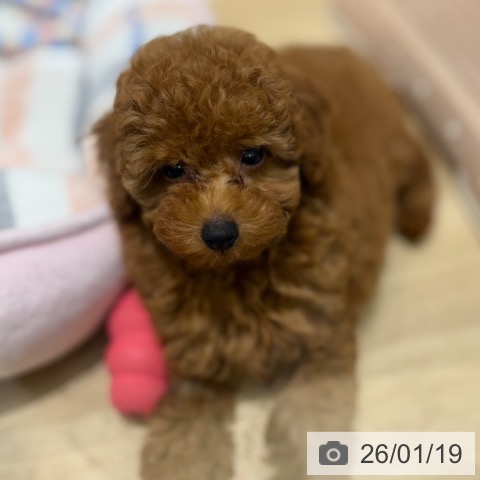 トイ・プードルの写真