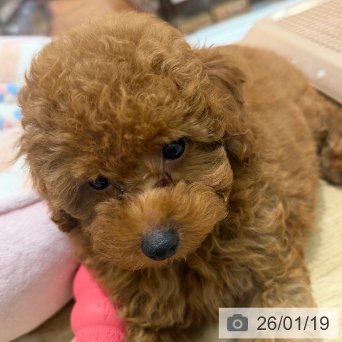 トイ・プードルの写真