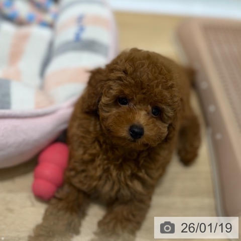 トイ・プードルの写真