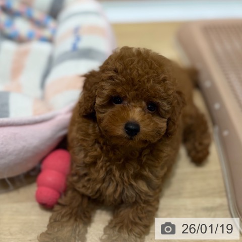 トイ・プードルの写真