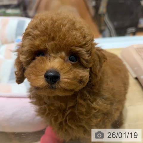 トイ・プードルの写真