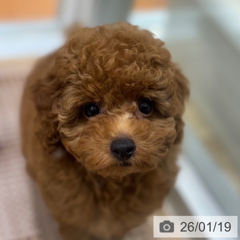 トイ・プードルの写真