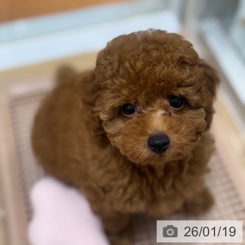 大阪府のトイプードル(トイ) (ペットプラス 四條畷店/2025年11月13日生まれ/男の子/レッド)の子犬の4枚目の画像