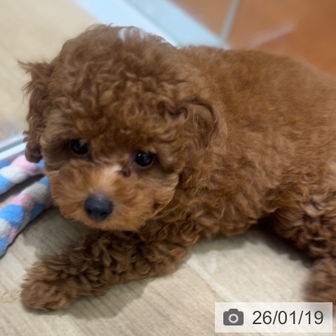 大阪府のトイプードル(トイ) (ペットプラス 四條畷店/2025年11月13日生まれ/男の子/レッド)の子犬の3枚目の画像