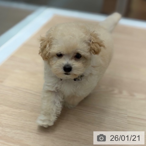 京都府のトイプードル(トイ) (ペットプラス 京都桂川店/2025年11月13日生まれ/女の子/クリーム)の子犬の4枚目の画像
